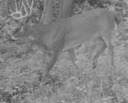 2016-itb-bucks-29