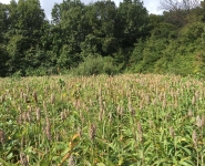 Foodplot-08