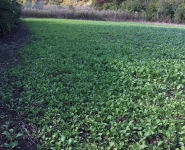 Foodplot-09-1