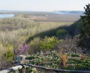 landscape-11