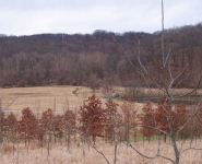 landscape-29