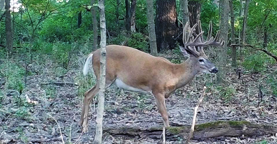 illinois-licenses-tags-illinois-dnr-illinois-deer-season